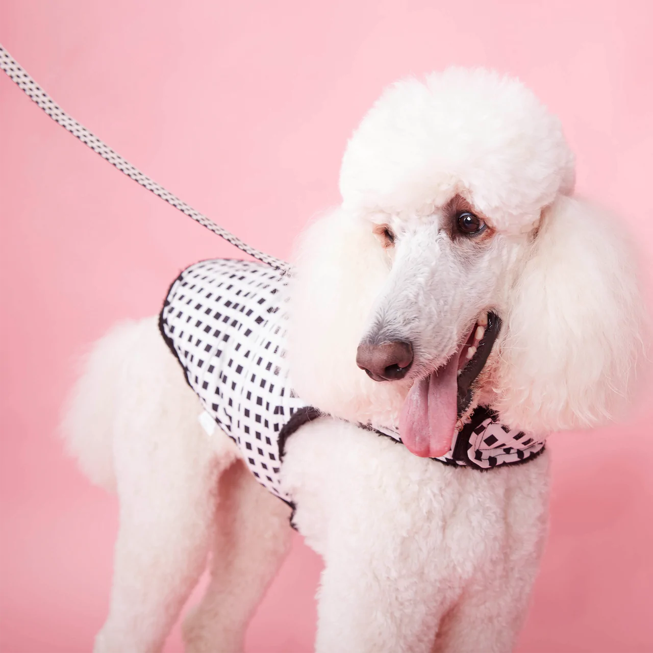 Dog Leash | Black & White Check