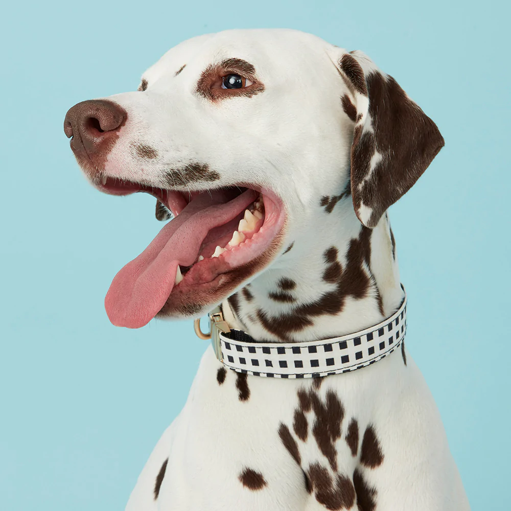 Dog Collar | Black & White Check