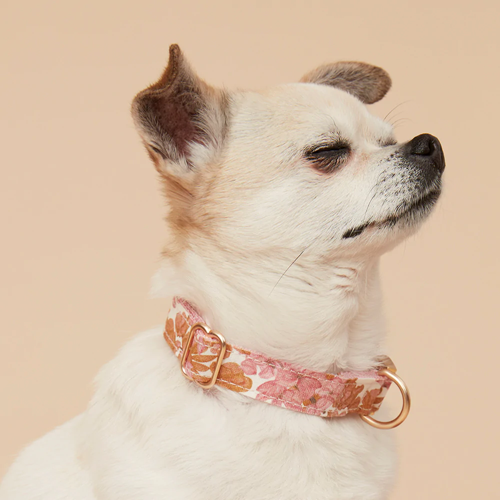 Dog Collar | Pink Floral