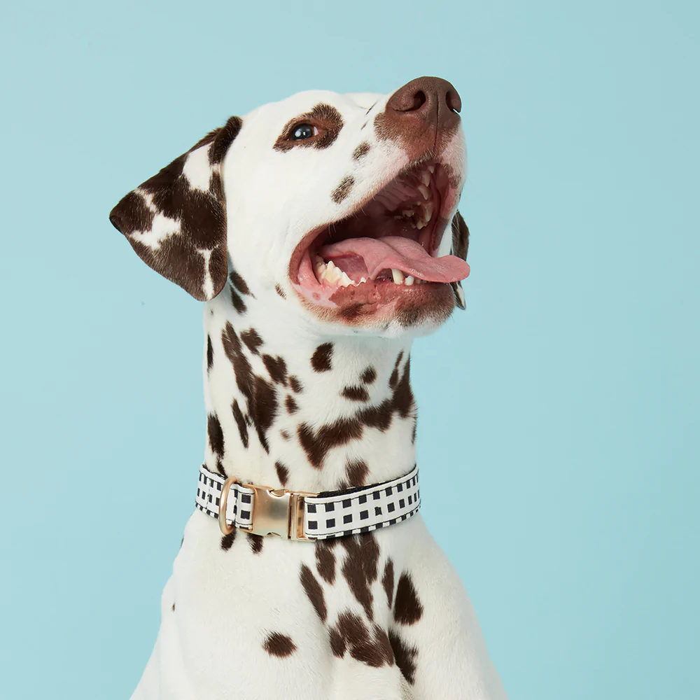 Dog Collar | Black & White Check