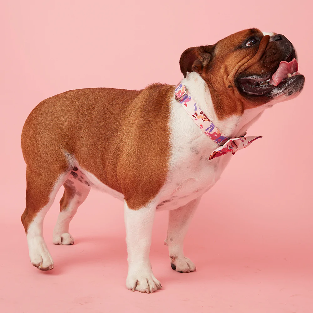 Dog Collar | Bold Floral