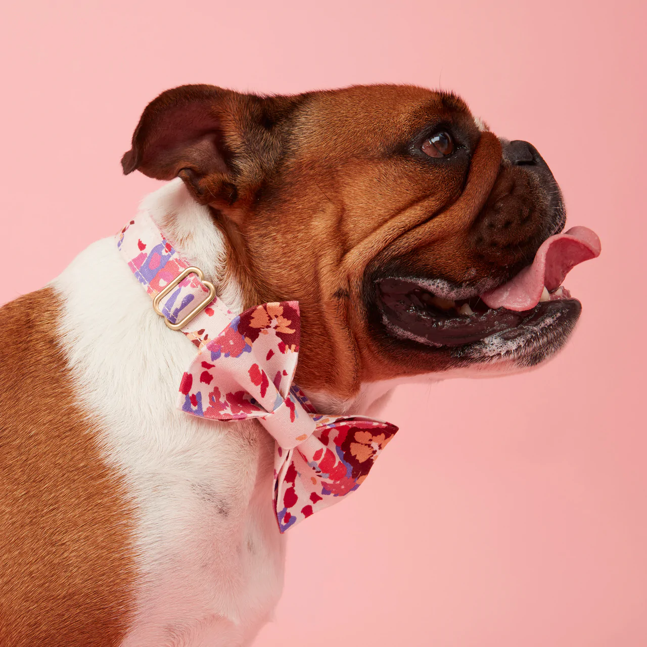 Dog Collar | Bold Floral